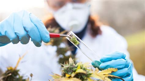 cannabis based medicinal products.